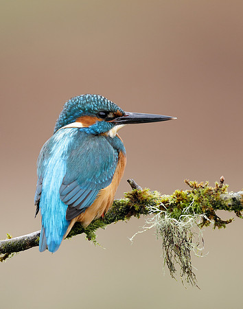 Kingfisher Alcedo atthis