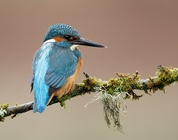 Kingfisher Alcedo atthis