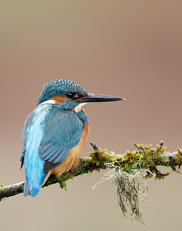 Kingfisher Alcedo atthis