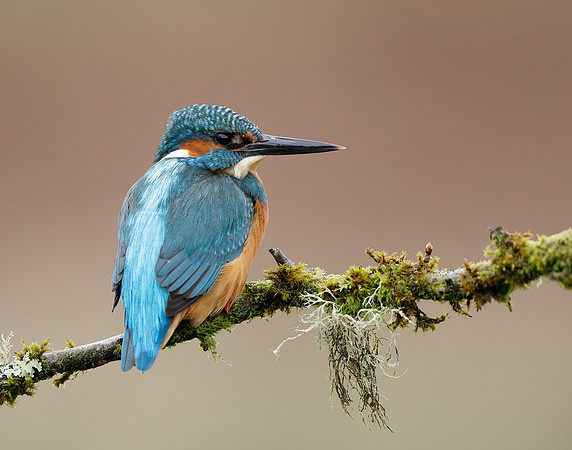 Kingfisher Alcedo atthis