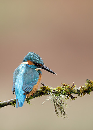 Kingfisher Alcedo atthis