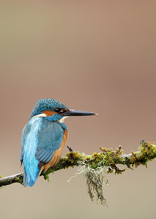 Kingfisher Alcedo atthis