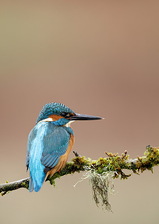 Kingfisher Alcedo atthis