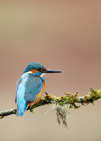 Kingfisher Alcedo atthis
