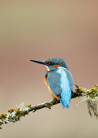 Kingfisher Alcedo atthis