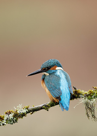 Kingfisher Alcedo atthis