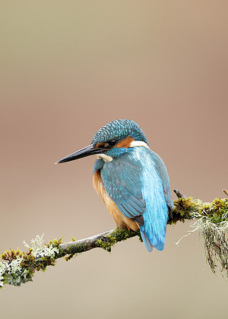 Kingfisher Alcedo atthis