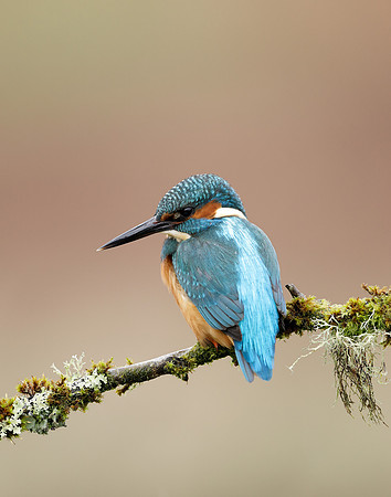Kingfisher Alcedo atthis