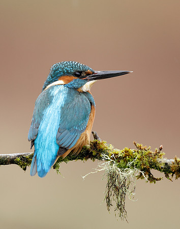 Kingfisher Alcedo atthis