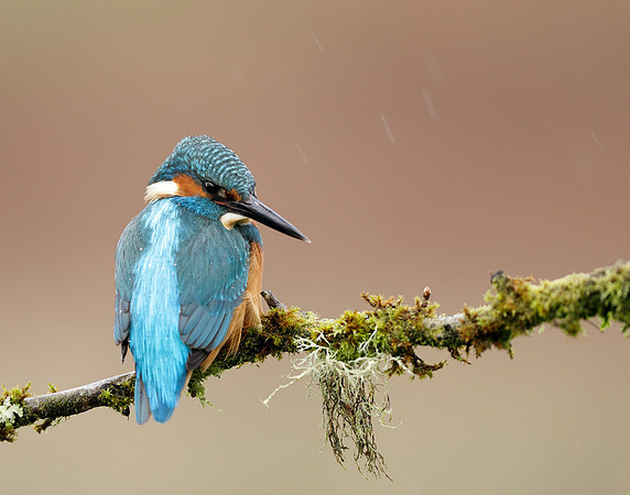 Kingfisher Alcedo atthis