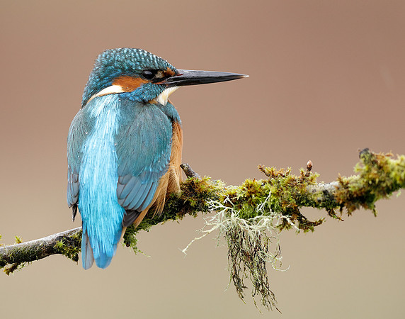 Kingfisher Alcedo atthis