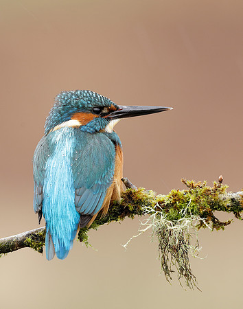 Kingfisher Alcedo atthis