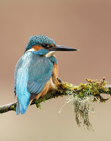 Kingfisher Alcedo atthis