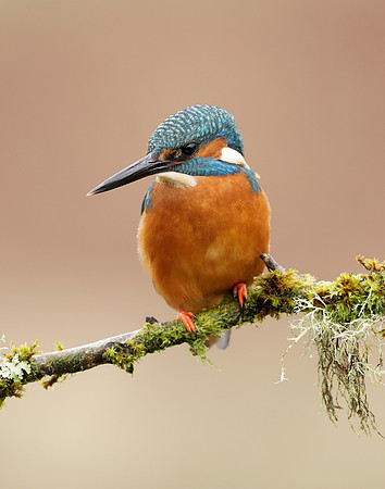 Kingfisher Alcedo atthis