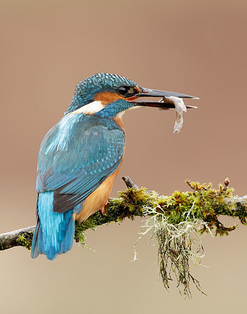 Kingfisher Alcedo atthis