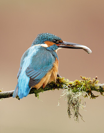 Kingfisher Alcedo atthis