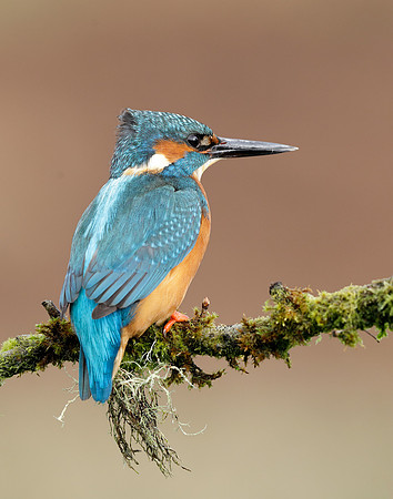 Kingfisher Alcedo atthis