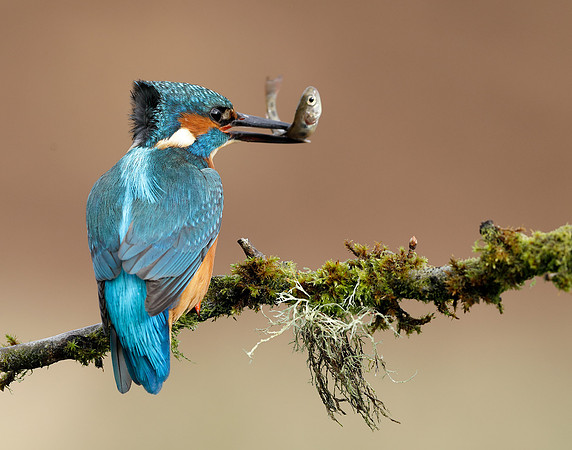 Kingfisher Alcedo atthis