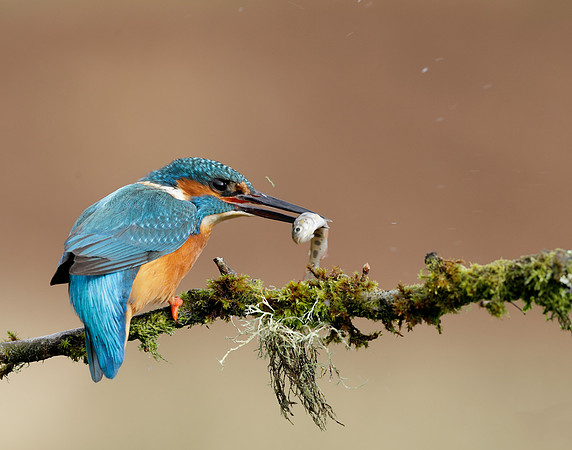 Kingfisher Alcedo atthis