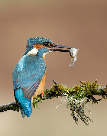 Kingfisher Alcedo atthis