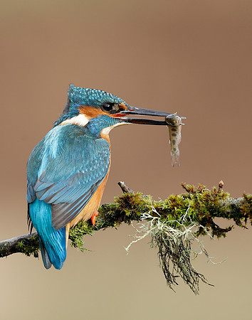 Kingfisher Alcedo atthis