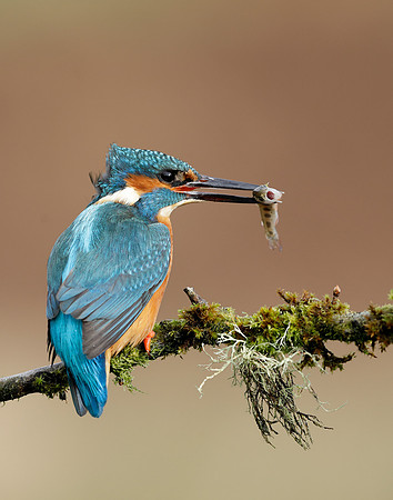 Kingfisher Alcedo atthis