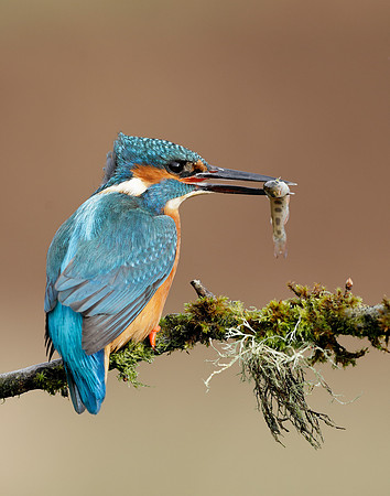 Kingfisher Alcedo atthis