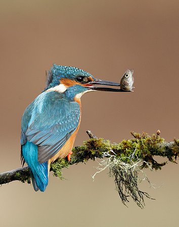 Kingfisher Alcedo atthis