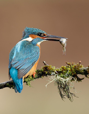 Kingfisher Alcedo atthis