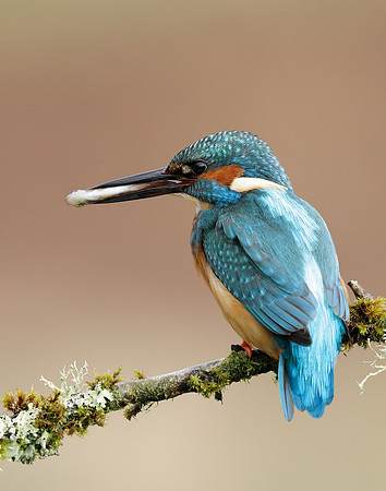 Kingfisher Alcedo atthis