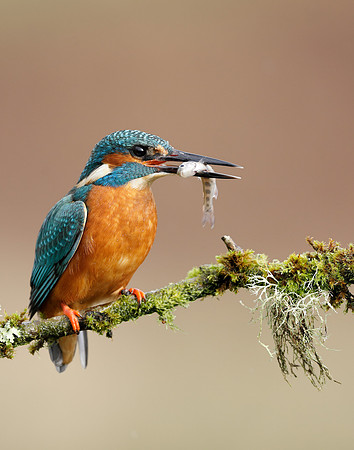 Kingfisher Alcedo atthis