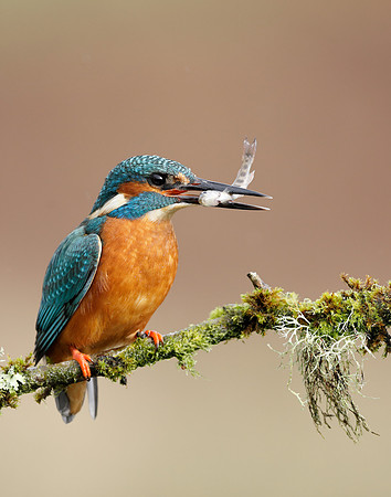 Kingfisher Alcedo atthis