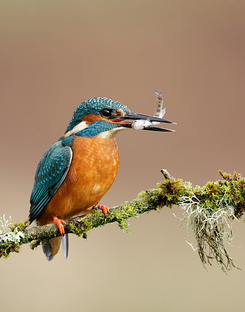 Kingfisher Alcedo atthis