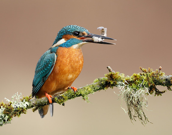 Kingfisher Alcedo atthis
