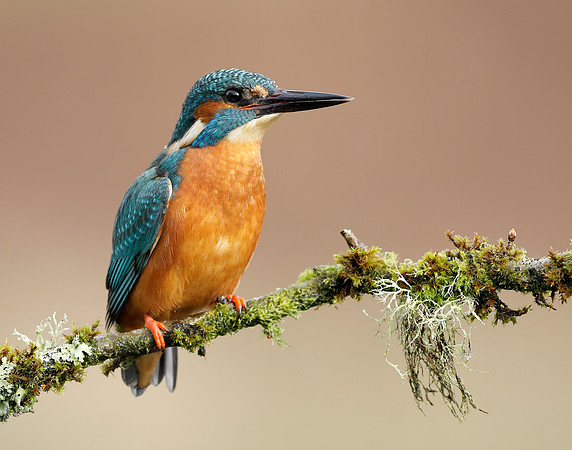 Kingfisher Alcedo atthis