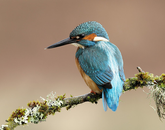 Kingfisher Alcedo atthis