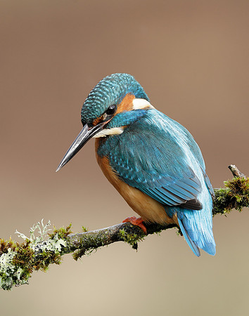 Kingfisher Alcedo atthis
