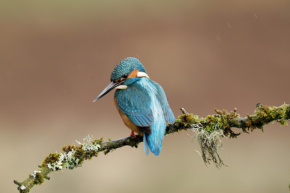 Kingfisher Alcedo atthis