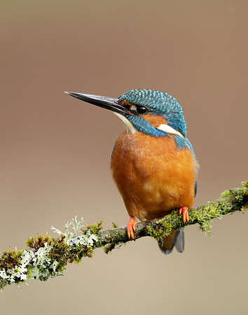 Kingfisher Alcedo atthis