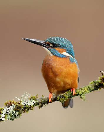 Kingfisher Alcedo atthis