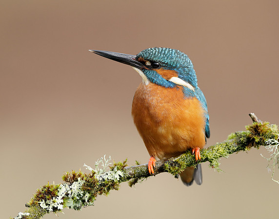 Kingfisher Alcedo atthis