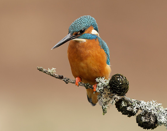 Kingfisher Alcedo atthis