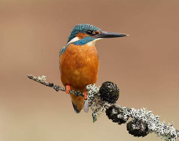 Kingfisher Alcedo atthis