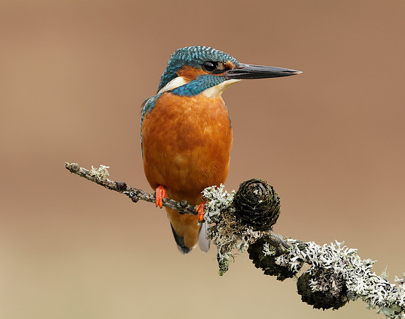 Kingfisher Alcedo atthis