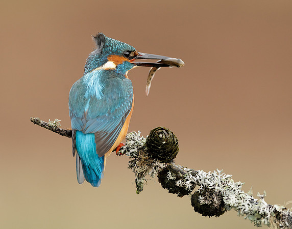 Kingfisher Alcedo atthis