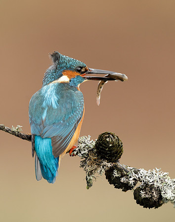 Kingfisher Alcedo atthis