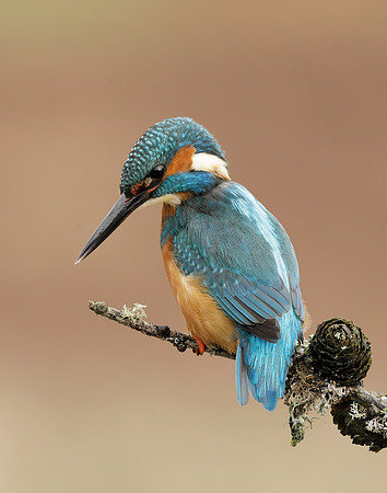 Kingfisher Alcedo atthis