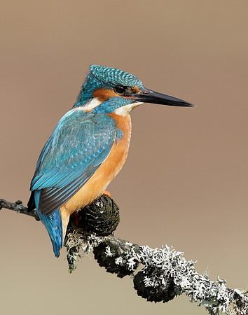 Kingfisher Alcedo atthis