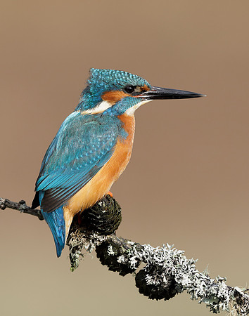 Kingfisher Alcedo atthis