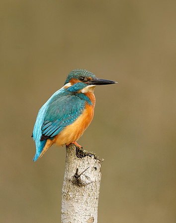 Kingfisher Alcedo atthis